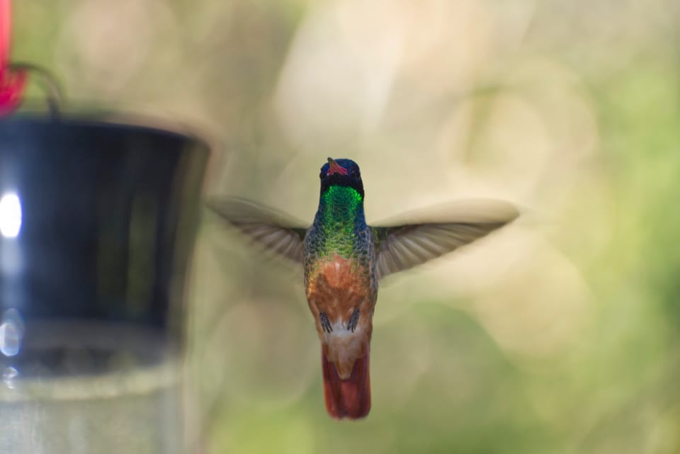 12/24/24-Tuesday-Day 18 “Hummingbirds and Truck Repairs”